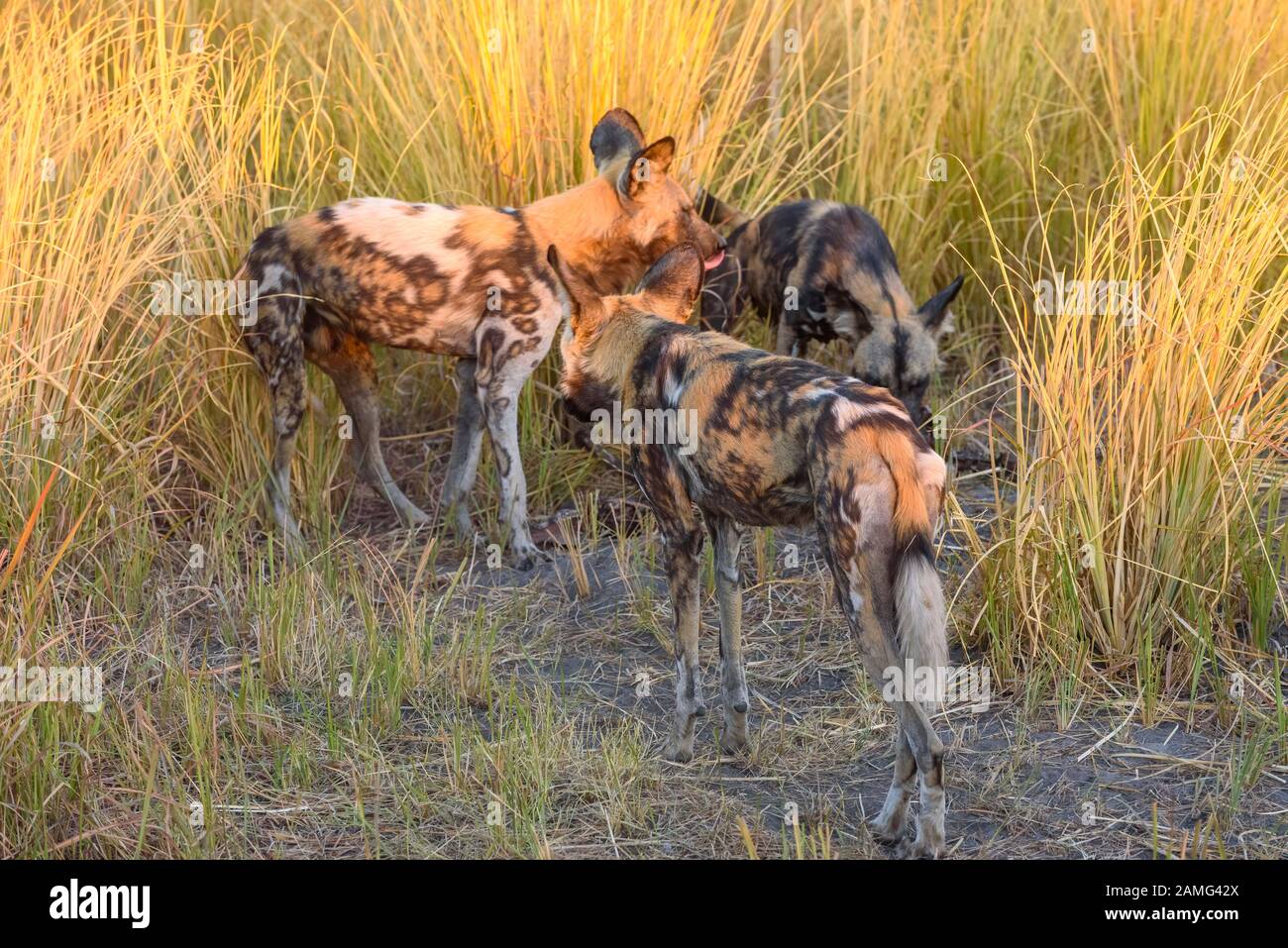 Perro salvaje africano, Lycaon pictus, Bushman Plains, Okavanago Delta, Botswana. También conocido como lobo pintado. Foto de stock