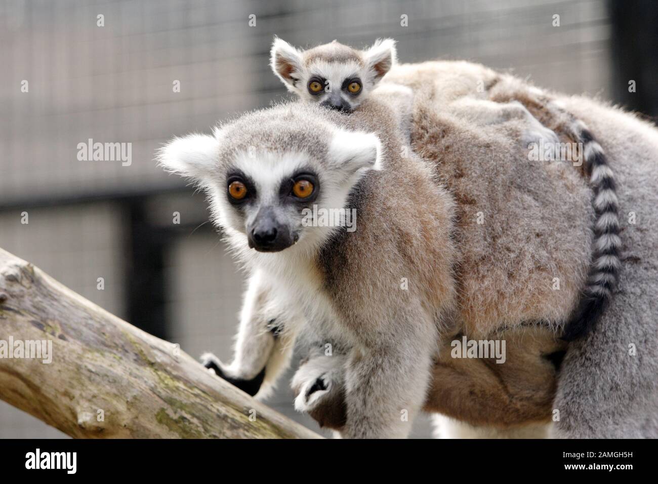 Madre de lémur de cola anillada con dos bebés. Lemur catta, primate estrepsirrrino Foto de stock
