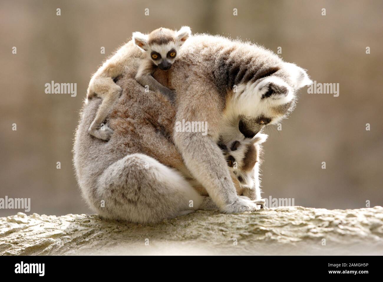 Madre de lémur de cola anillada con dos bebés. Lemur catta, primate estrepsirrrino Foto de stock
