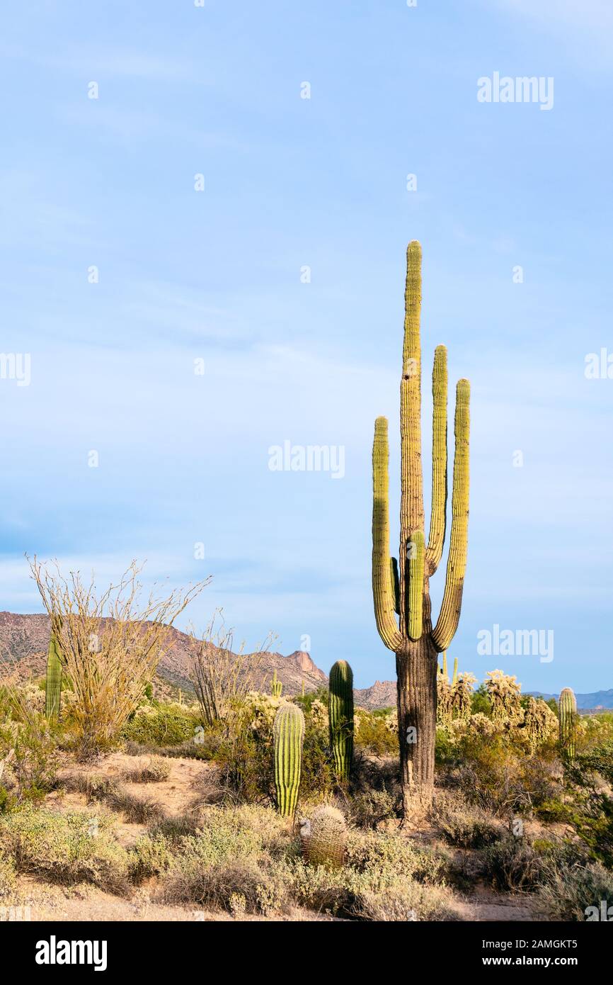 Cactus Saguaro (Carnegiea gigantea) en el desierto cerca de Phoenix, Arizona Foto de stock