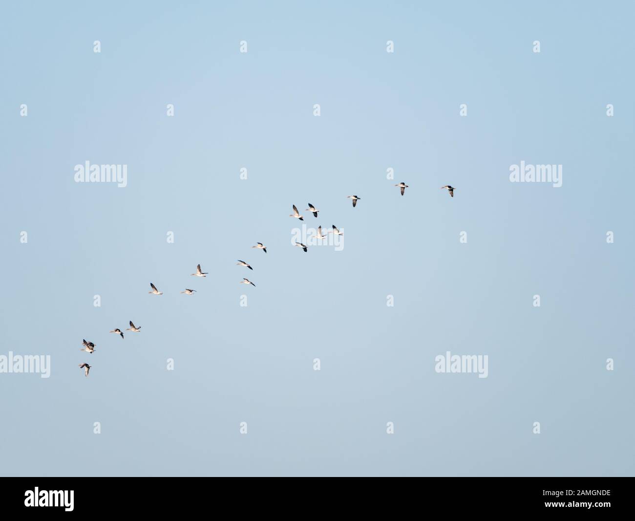 Grupo de gansos de grislag, Anser anser, volando contra el cielo azul pastel, migración de aves en los países Bajos Foto de stock