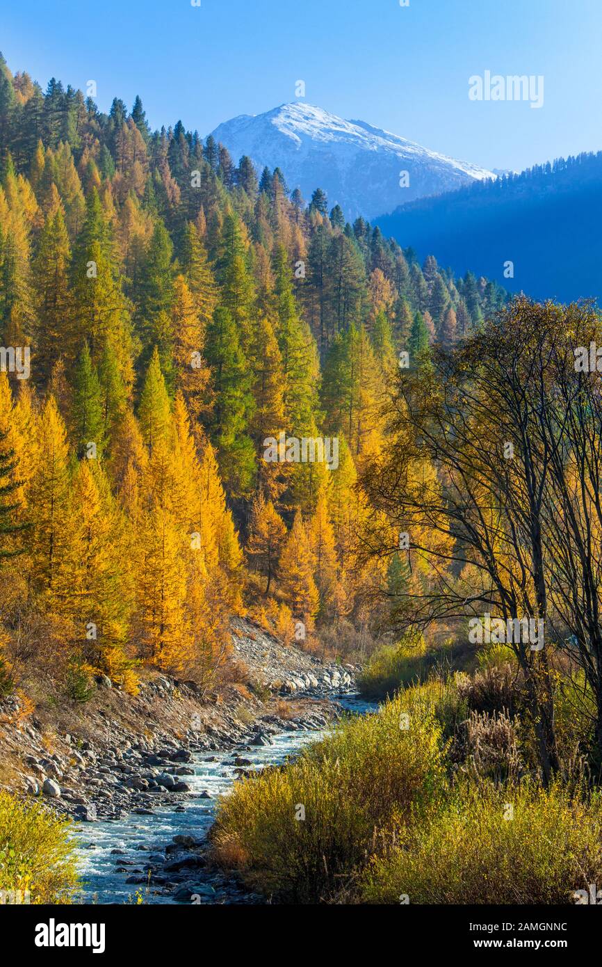 Follaje otoñal en la parte superior del valle de Susa en Piamonte, Italia Foto de stock