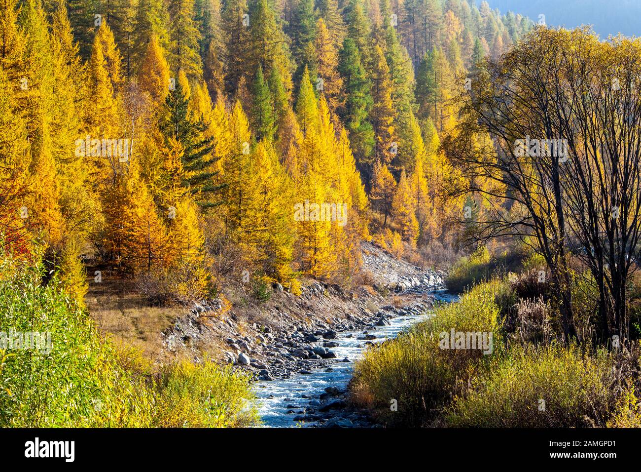 Follaje otoñal en la parte superior del valle de Susa en Piamonte, Italia Foto de stock