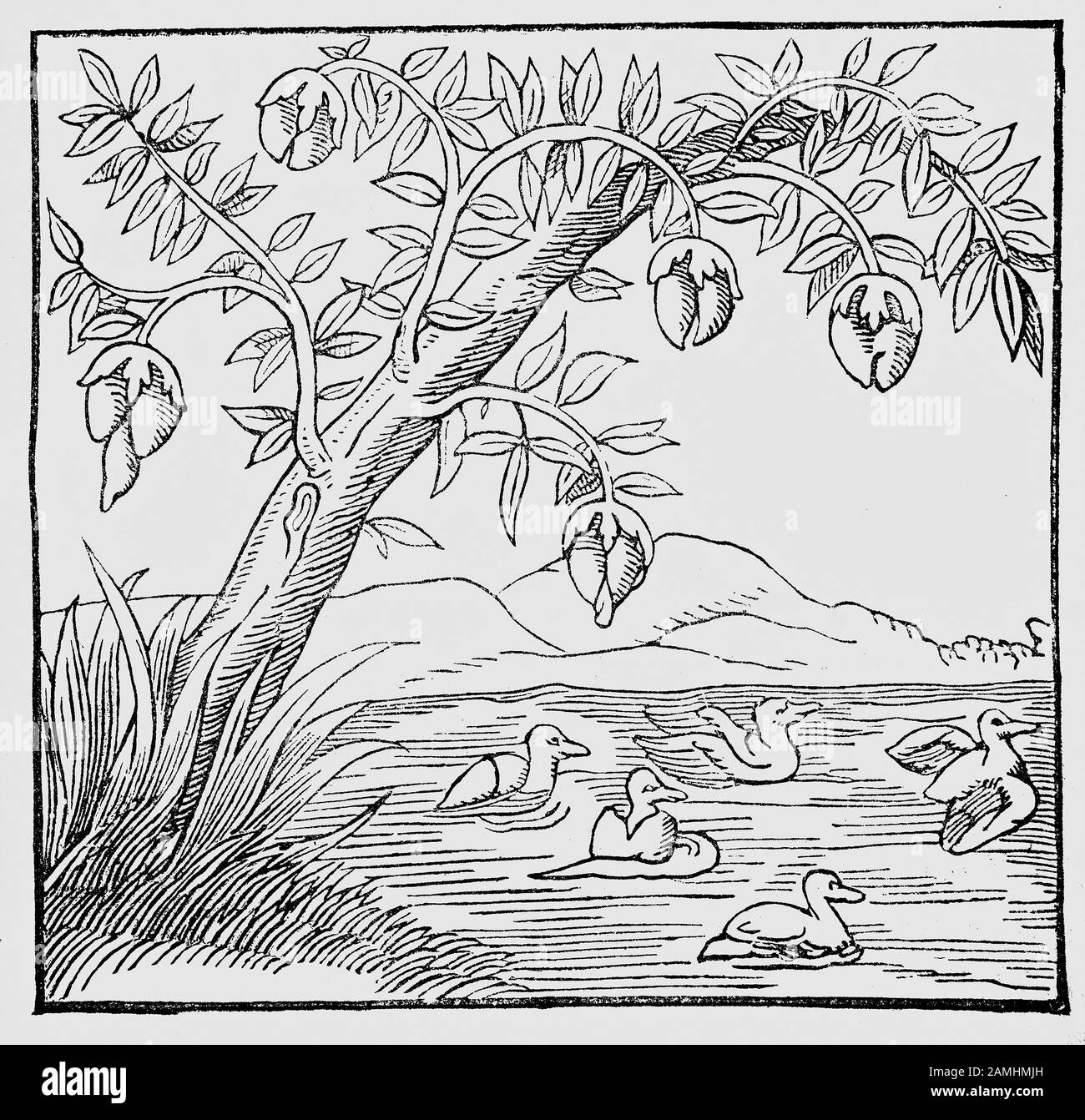 Cuando Sebastián Munster era un niño, creía que las aves acuáticas se derivaban de los brotes hinchados de ciertos árboles que colgaban el agua. En la ilustración del árbol de aves de la 'Cosmografía' de Munster, la cabeza de un pato se puede ver emergiendo del brote en la extrema izquierda. Foto de stock