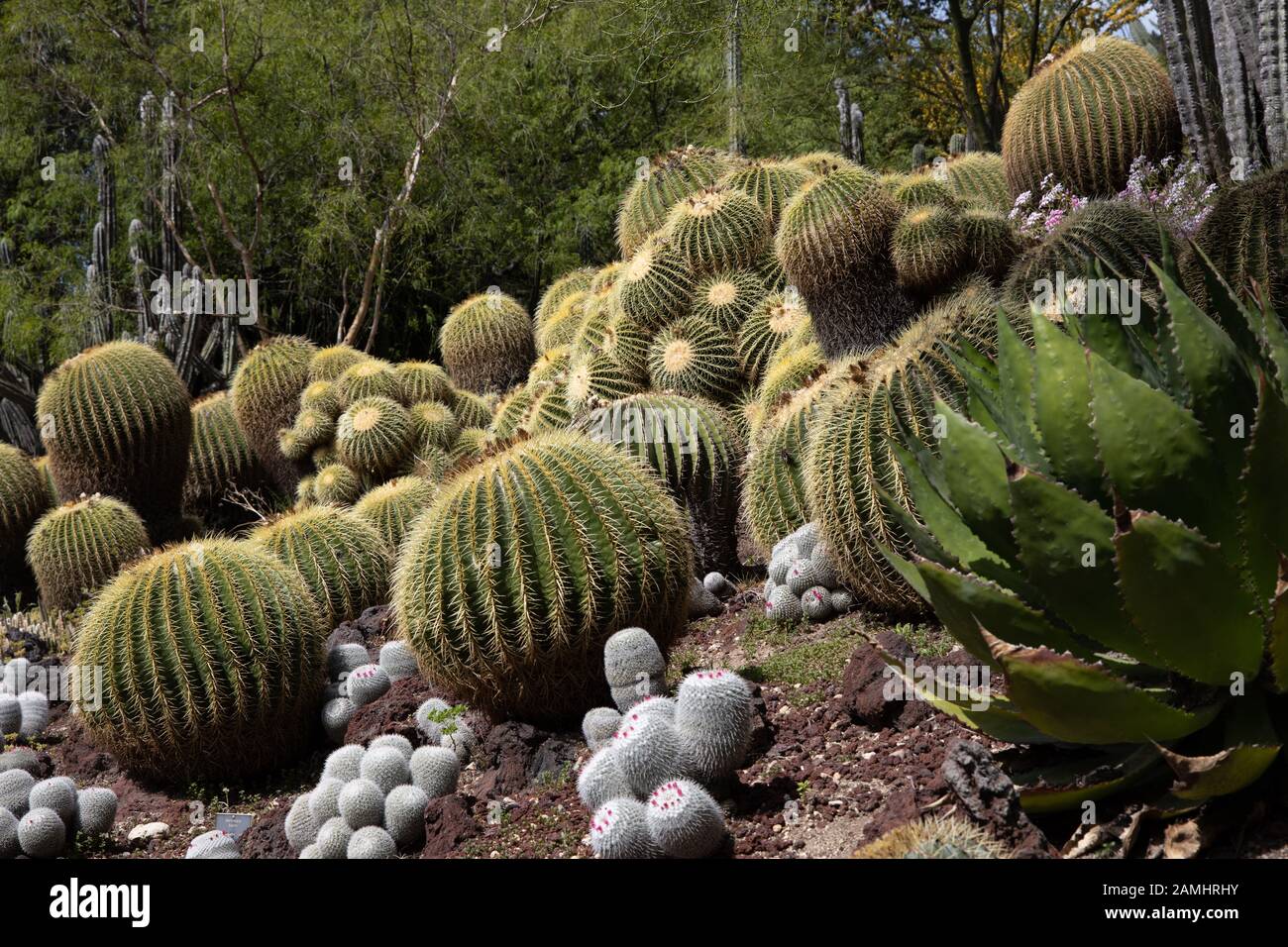 El jardín del desierto en los jardines botánicos de Huntington LA California Foto de stock