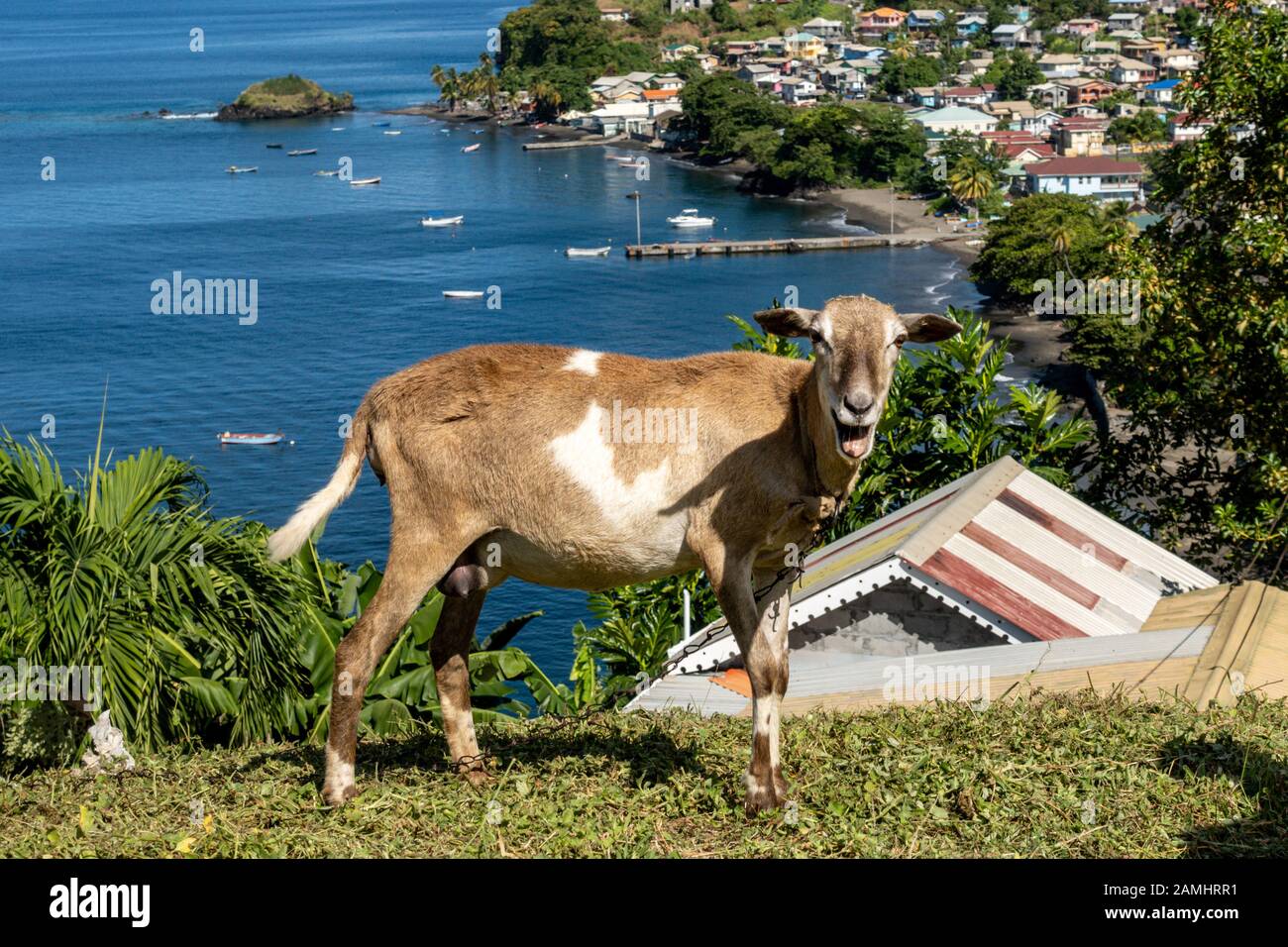 Cabra de pie en la ladera con vistas a Barrouallie, San Vicente, San Vicente y las Granadinas, las Islas de Barlovento, el Caribe, las Indias Occidentales Foto de stock