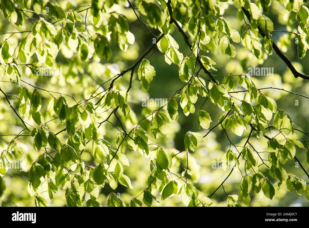 Detalle de las hojas de un árbol de haya en primavera con hojas verdes frescas Foto de stock
