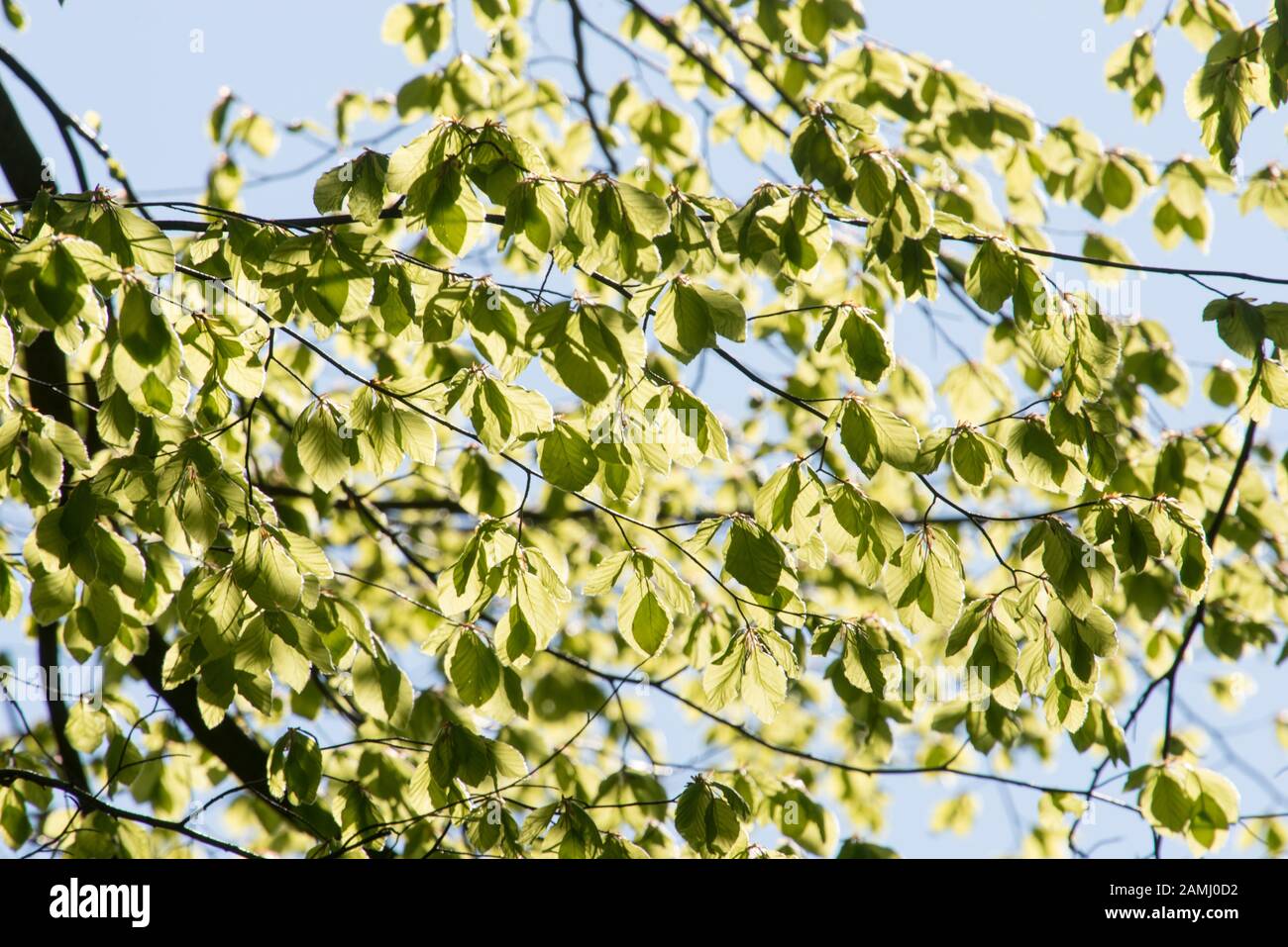Detalle de las hojas de un árbol de haya en primavera con hojas verdes frescas Foto de stock
