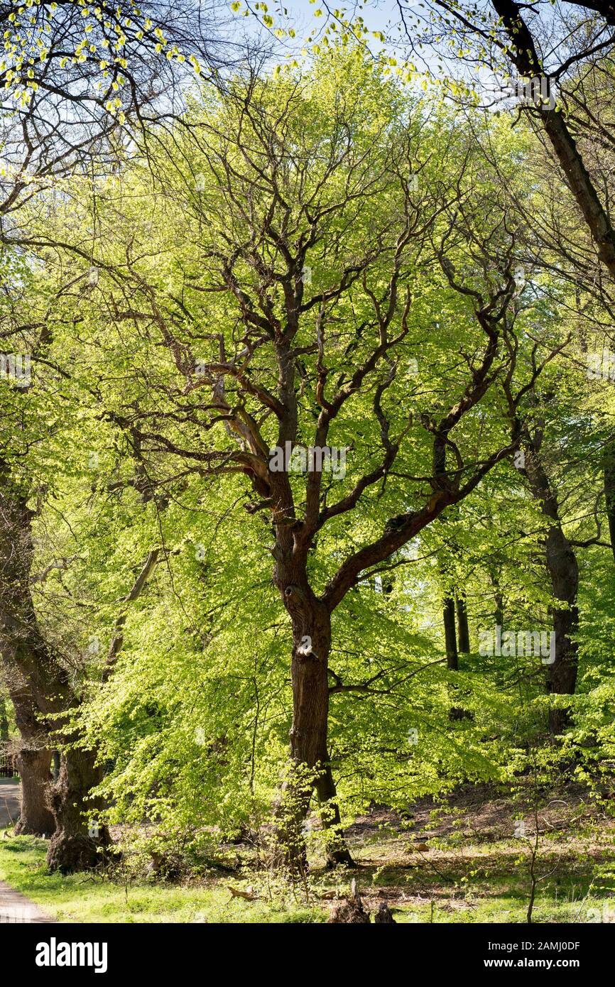 Hermoso roble en primavera con hojas verdes frescas Foto de stock