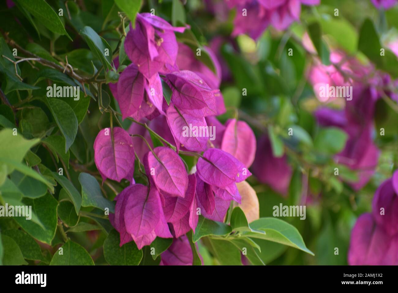 Flor nacional de israel fotografías e imágenes de alta resolución - Alamy Flor nacional de israel fotografías e imágenes de alta resolución - Alamy