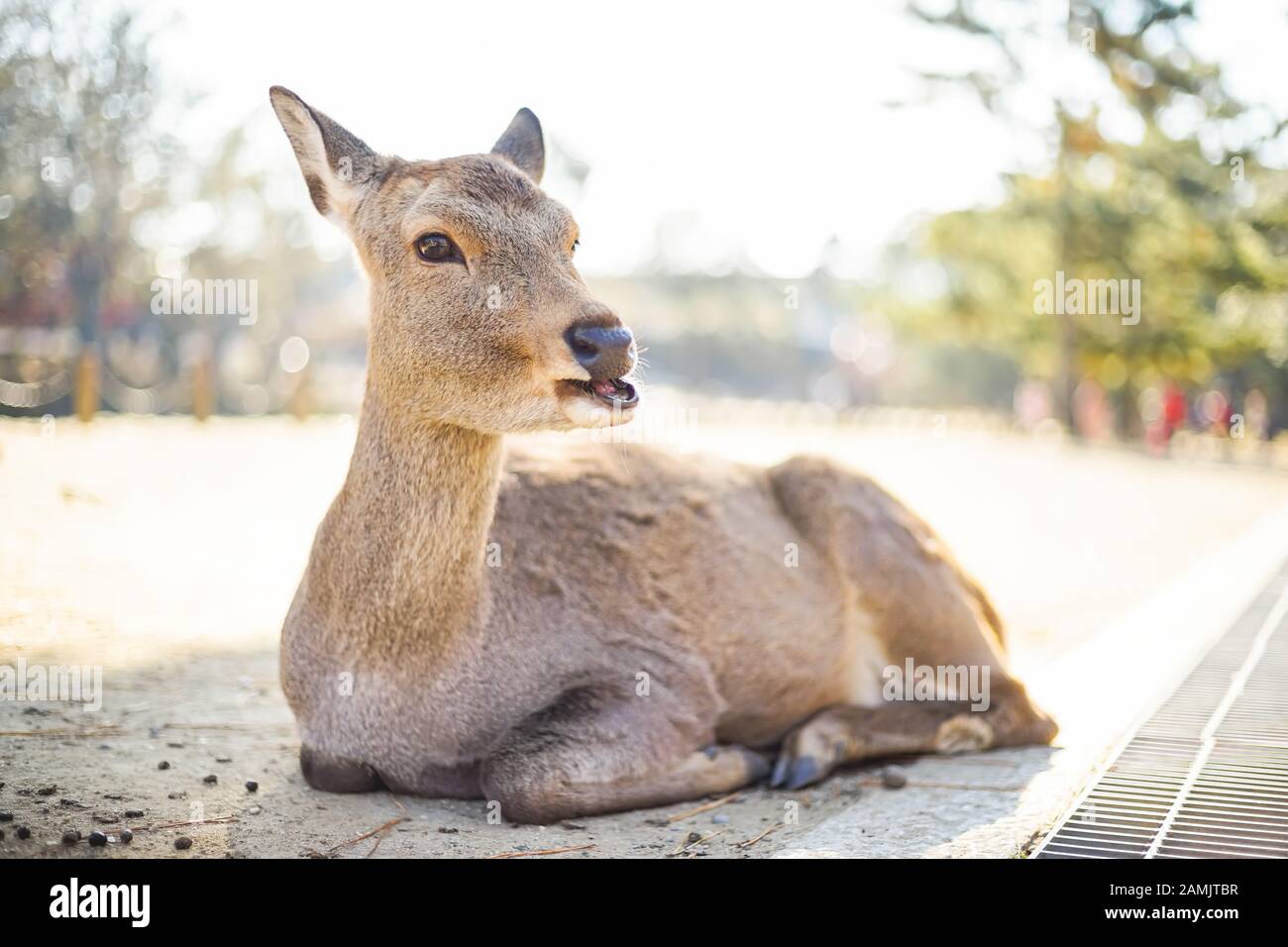 Cerrado tiro de ciervo en el parque Nara de la ciudad de Nara, zona de Kansai, Japón. Foto de stock