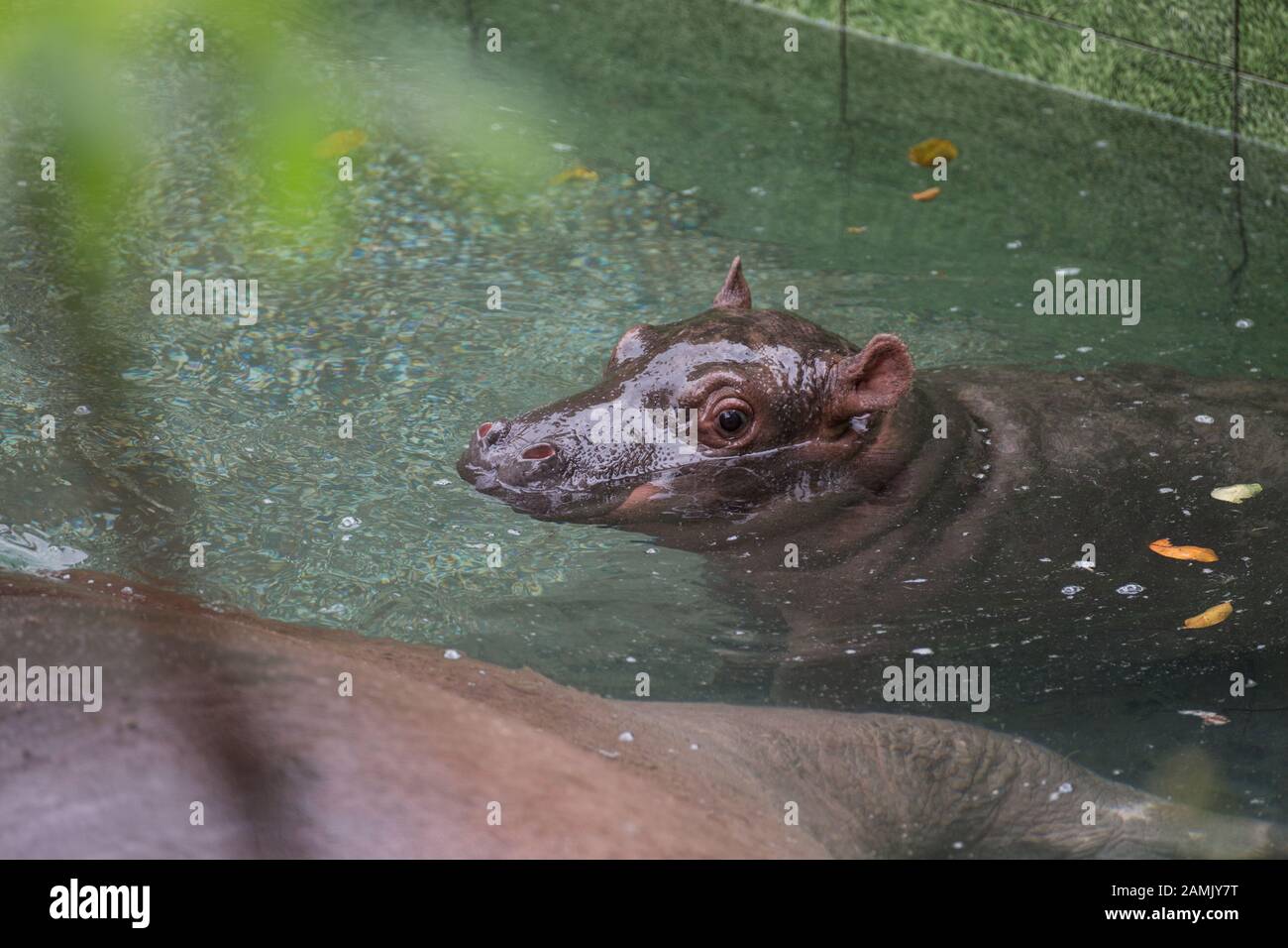 Ho Chi Minh, Vietnam - 23 de enero de 2018: El bebé hipopótamo nada en la piscina junto a su madre Foto de stock