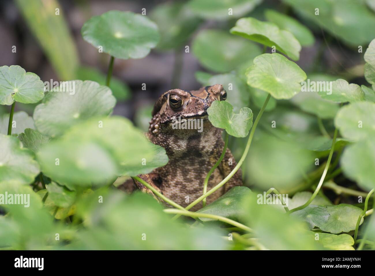 Toad se sienta en la hierba Foto de stock