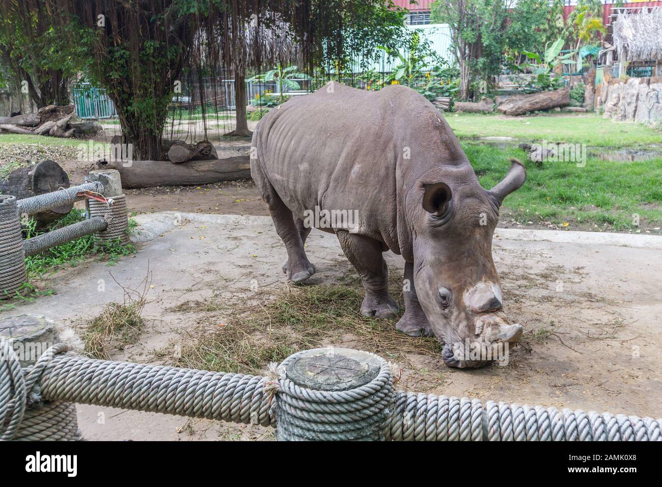 Rinoceronte en el zoológico Foto de stock