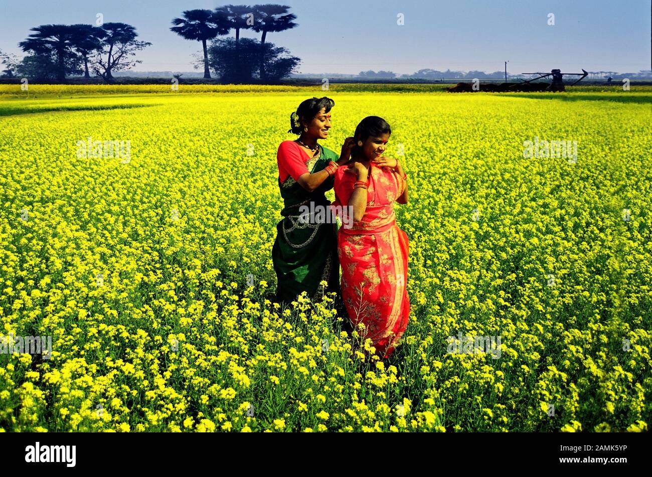 Agricultura de Bangladesh . Las mujeres agricultoras en el campo de Mustard. Foto de stock