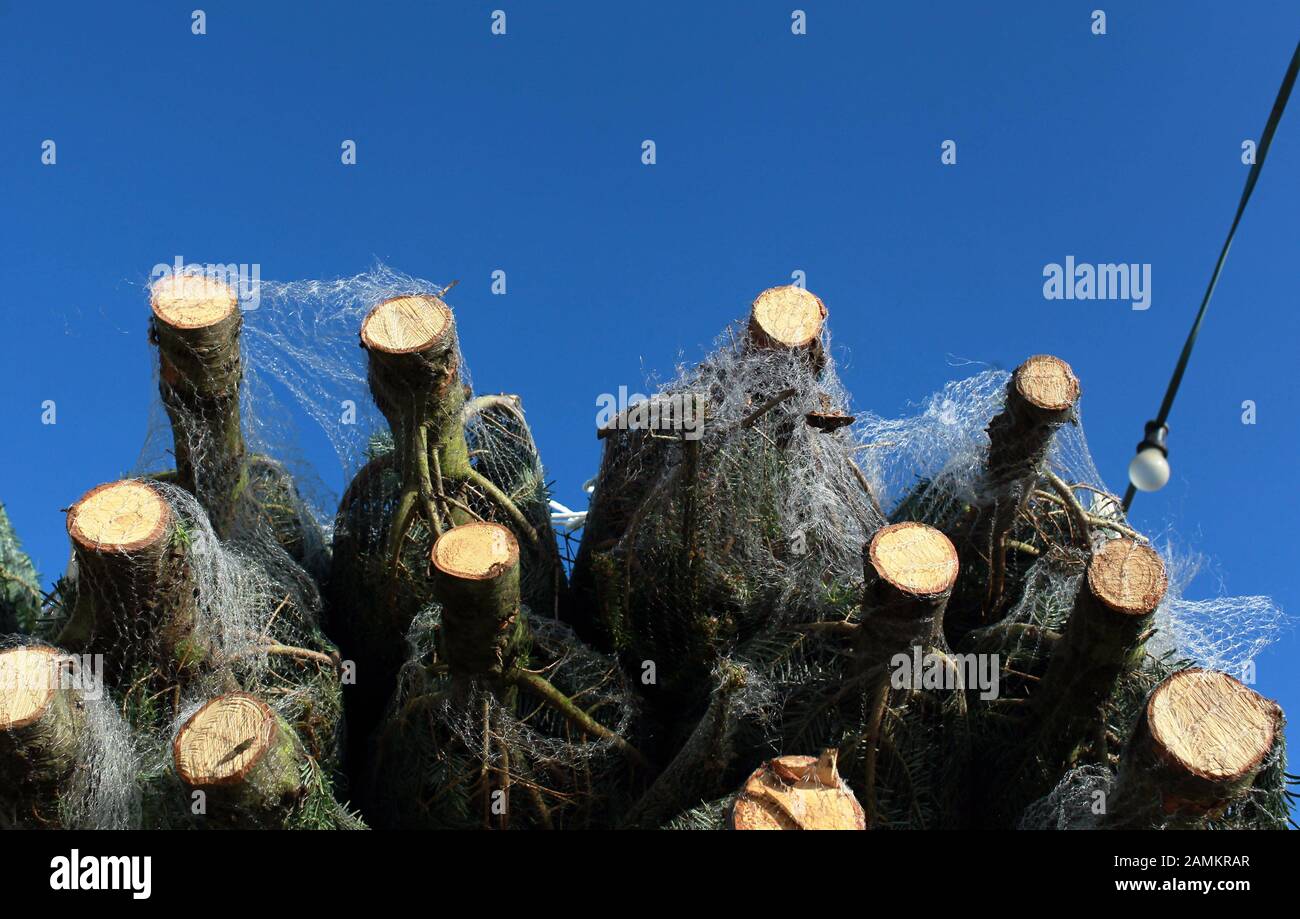Olching: Venta de árboles de Navidad en el cálido sol de noviembre. [traducción automática] Foto de stock