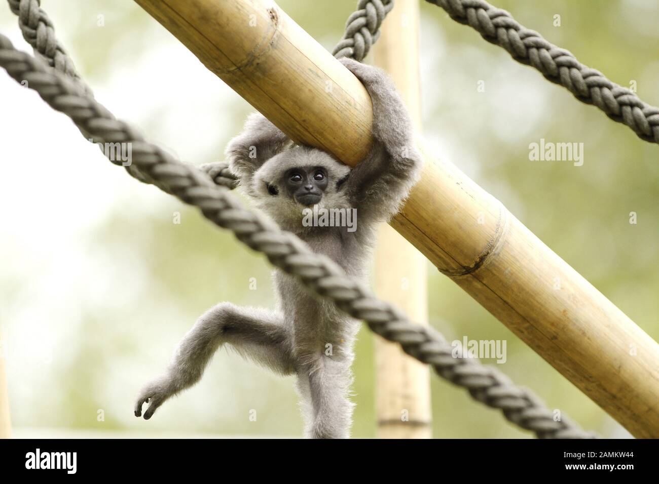 La plata gibbon niño Mia en el zoo de Múnich Hellabrunn se convierte en derecho. El hijo menor, casi diez meses, de Munich Silver Gibbon es claramente una de las estrellas del zoo. [traducción automática] Foto de stock