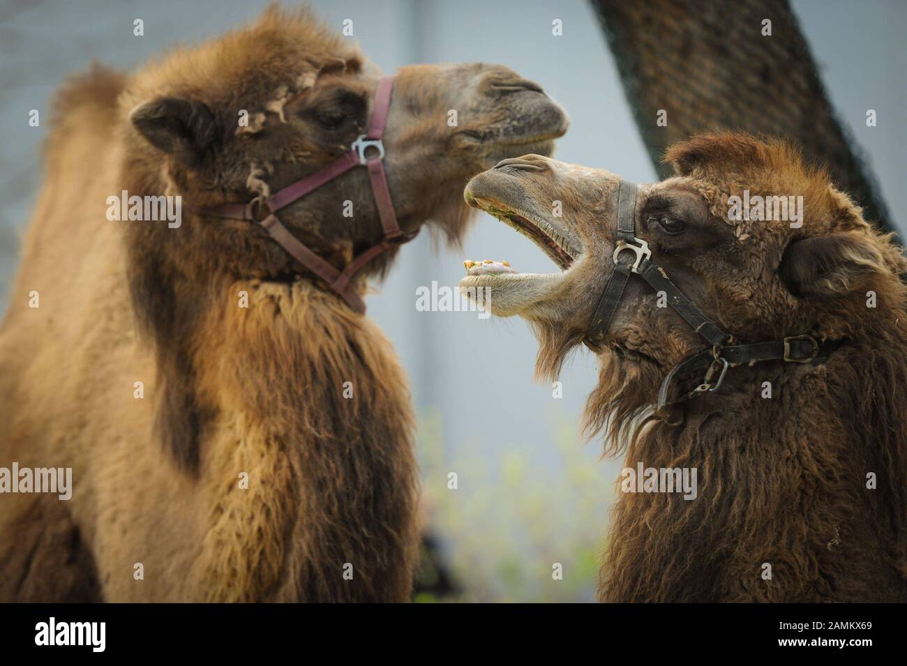 Camellos Bactrian en el zoo de Múnich Hellabrunn. [traducción automática] Foto de stock