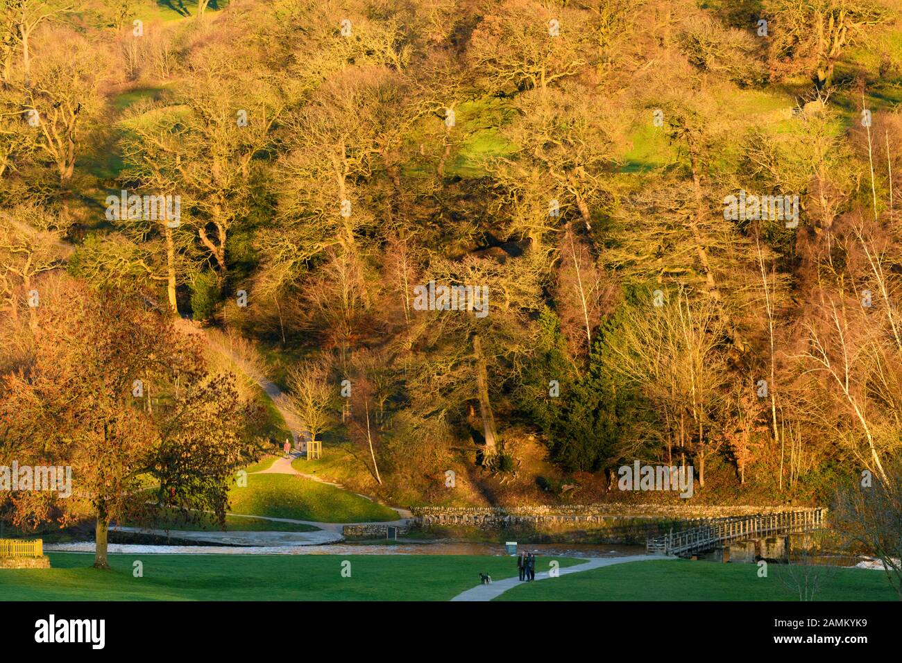 Colores otoñales en los árboles de la ladera iluminada por el sol y paseo relajante escénico por el río Wharfe para la gente y el perro - Bolton Abbey Estate, Yorkshire Dales, Inglaterra, Reino Unido. Foto de stock