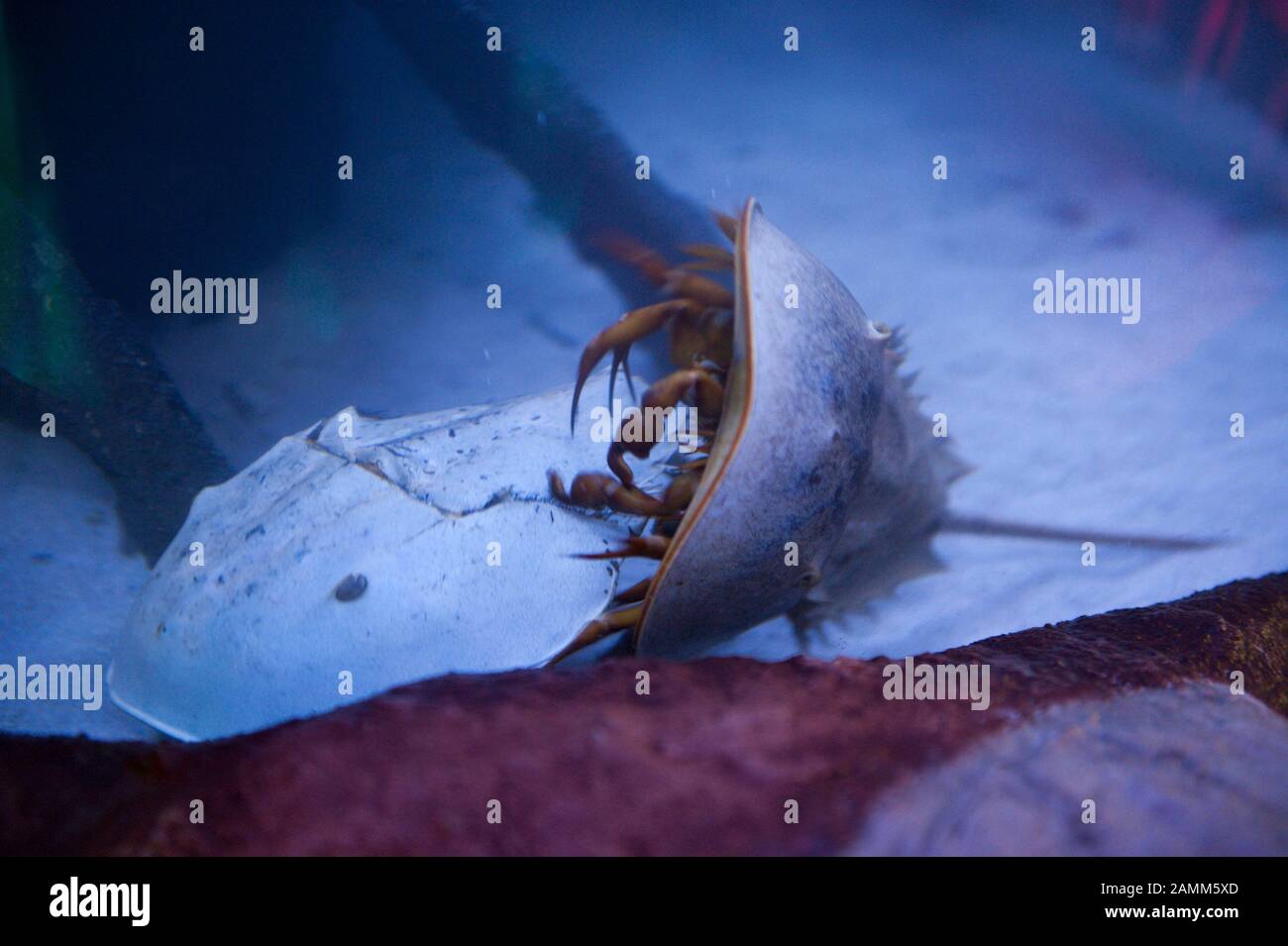 Cangrejos de cola de flecha (Limulus Polyphemus) en la exposición especial 'Dinosaurios de los mares' en el sea Life Aquarium en el Parque Olímpico. [traducción automática] Foto de stock