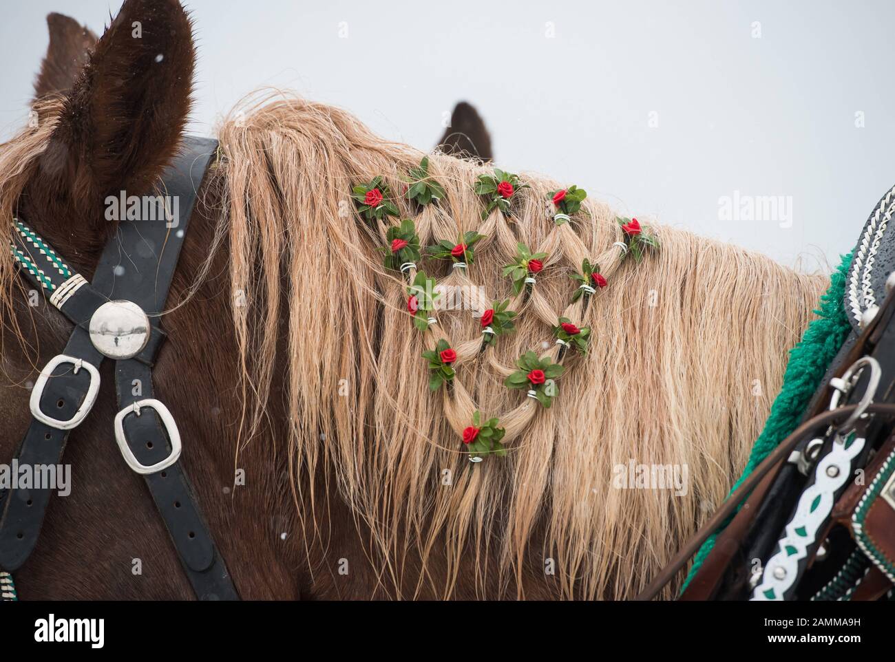 Paseo Leonhardi, Bad Tölz, 07.11.2016: Un caballo decorado festivamente toma parte en el tradicional paseo Leonhardi en Bad Tölz. [traducción automática] Foto de stock