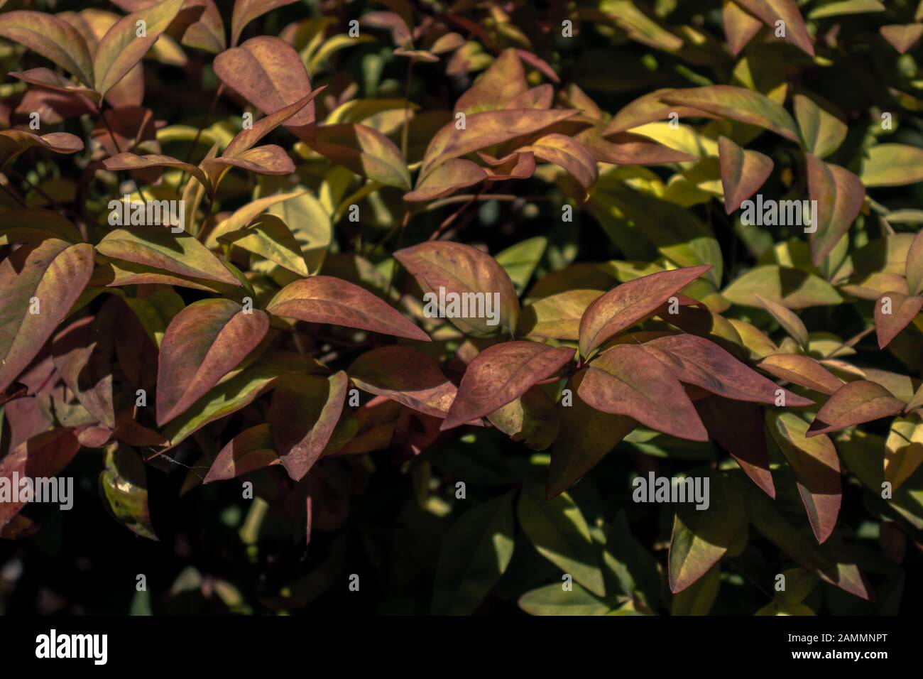 Planta con coloridas hojas en un parque. Foto de stock