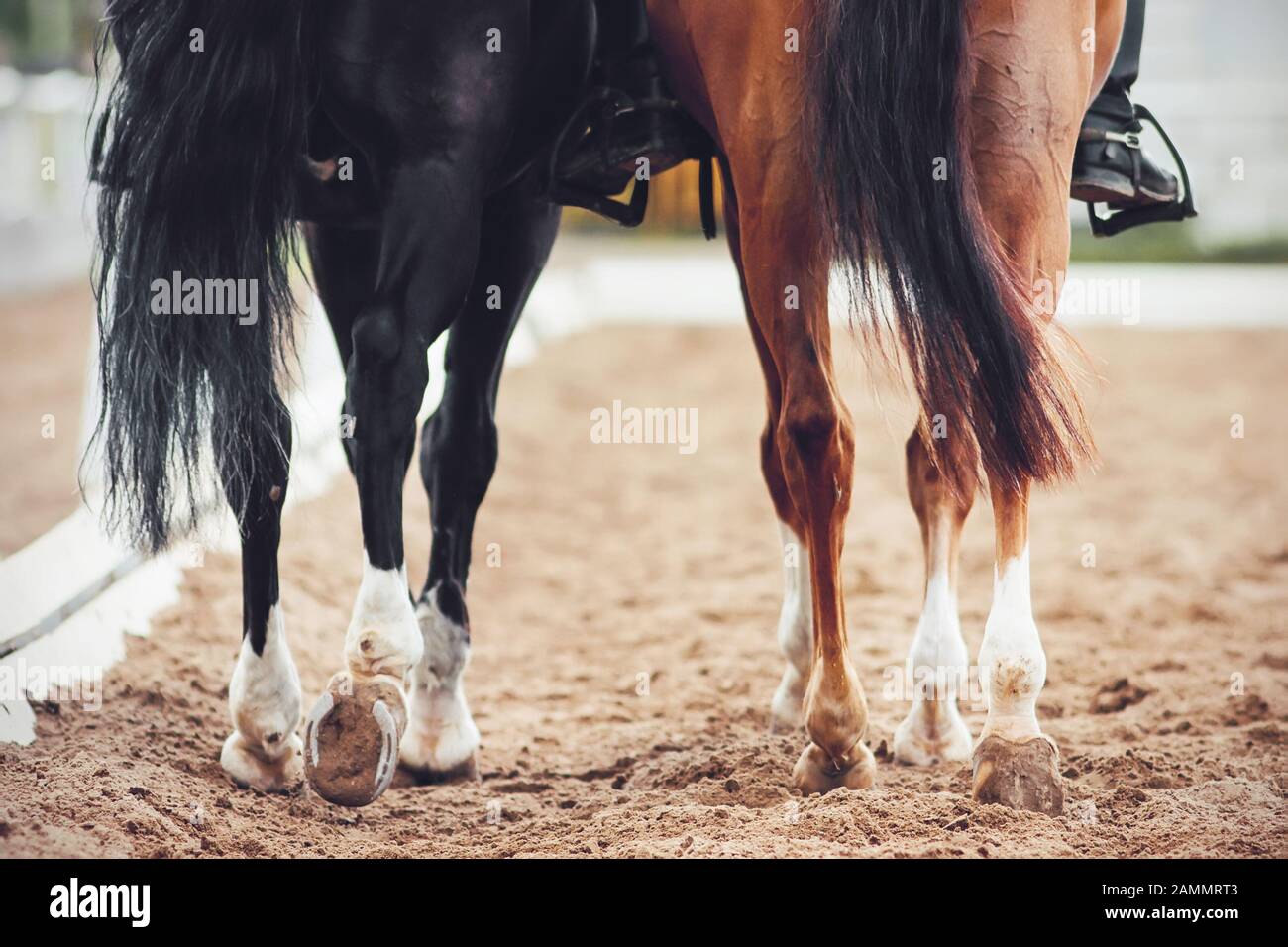 Dos caballos, uno negro y otro sorrel con colas largas y jinetes en sus entrañas, se están alejando lentamente a través de la arena. Foto de stock