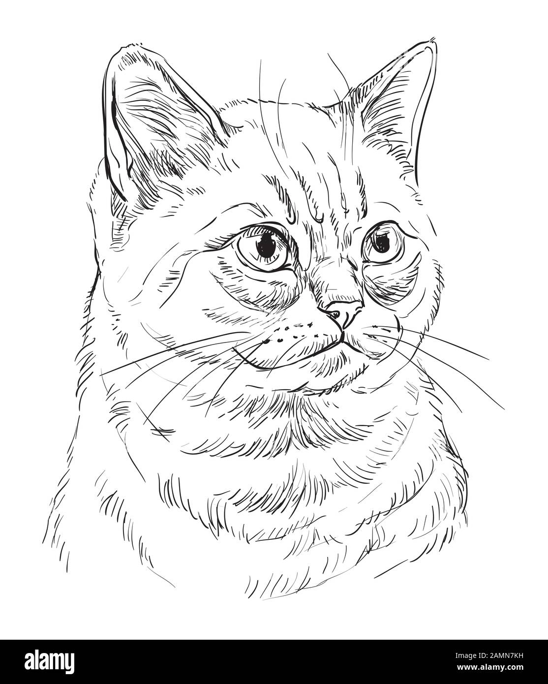 Vector dibujo a mano retrato de gato británico en color negro aislado sobre  fondo blanco. Retrato realista monocromo de gato. Ilustración vectorial de  Imagen Vector de stock - Alamy
