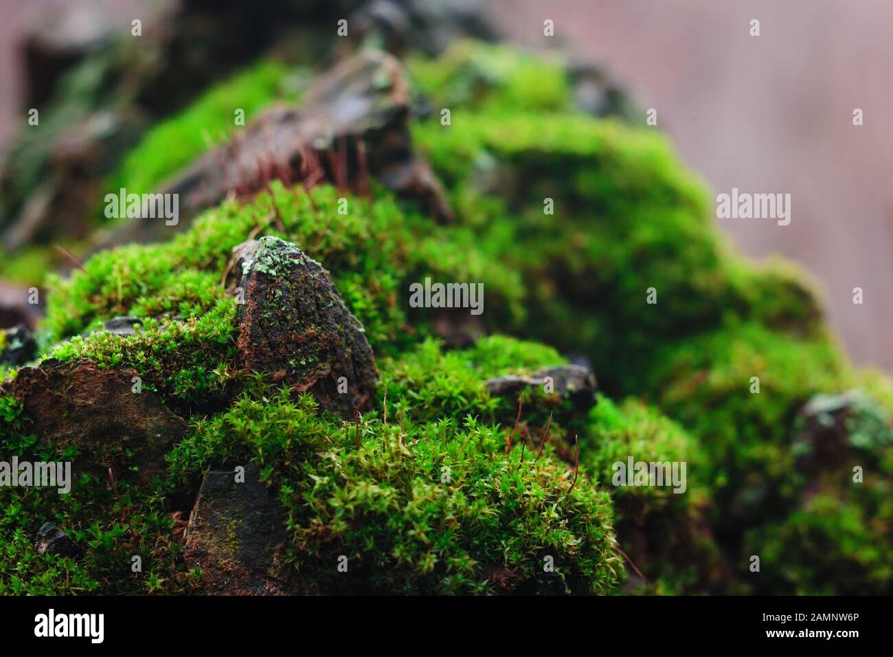 Vista de cerca de musgos crece en la piedra. Macro de musgo verde. Naturaleza forestal otoñal en Krivoy Rog, Ucrania Foto de stock