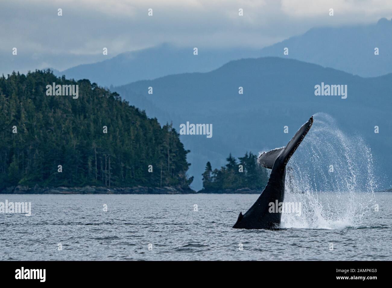 La cola de ballena jorobada está cerca de Blackfish Sound, en la isla de Vancouver, cerca del Archipiélago de Broughton, Territorio De Las Primeras Naciones, Isla de Vancouver, Brit Foto de stock