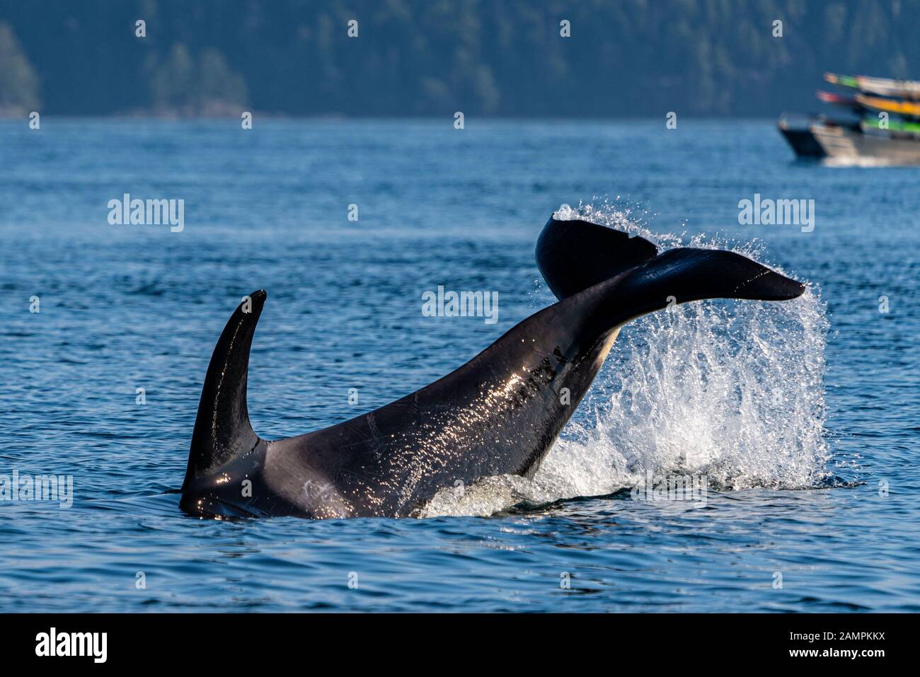 A99, orcas residentes en el norte (Orcinus orca) en el estrecho de Johnstone, en la isla de Vancouver, Columbia Británica, Canadá Foto de stock