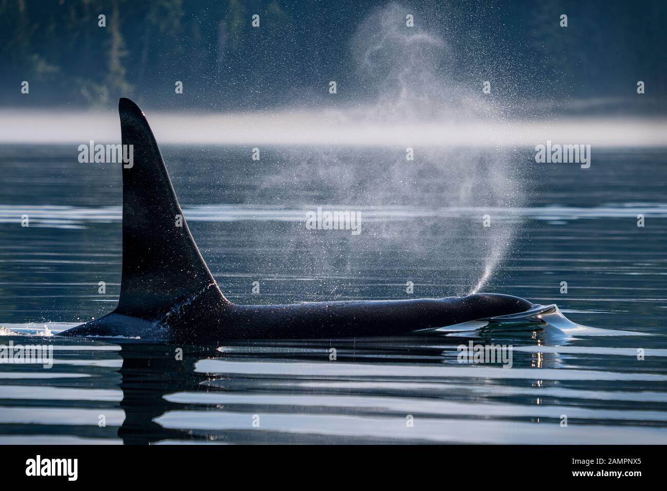 A66 - Surf - Familia: A22's. Ballena asesina masculina residente en el norte (Orcinus orca), estrecho de Johnstone en la isla de Vancouver, Columbia Británica, Canadá. Foto de stock