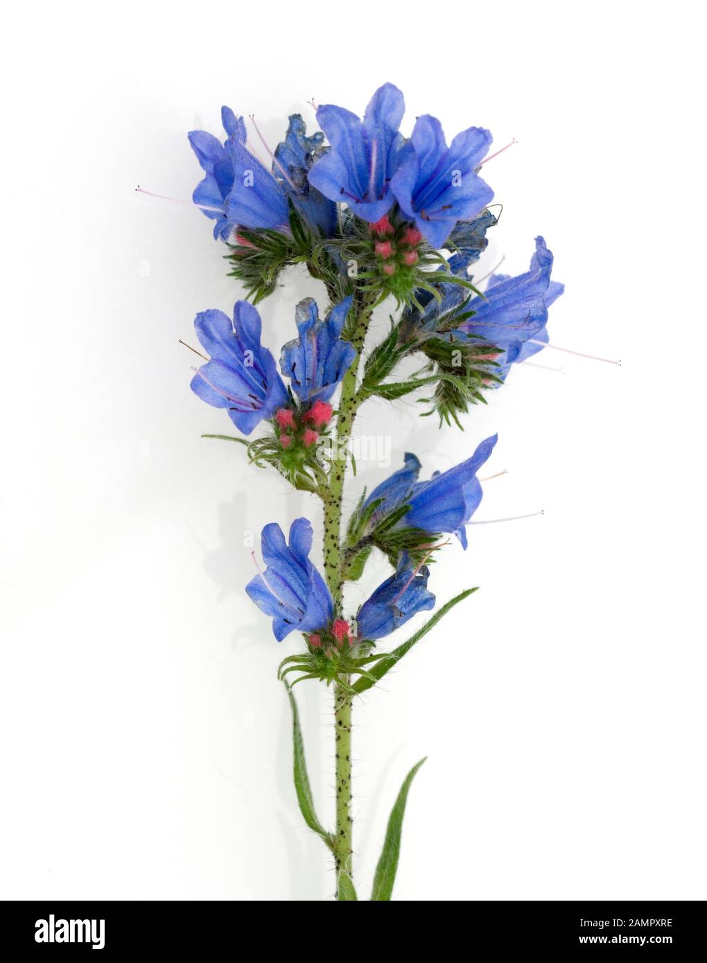 Natternkopf, Echium vulgare, ist eine wichtige Heil- und Medizinalpflanze und mit blauen Blueten. La cabeza de serpiente, Echium vulgare, es un medicamento importante Foto de stock