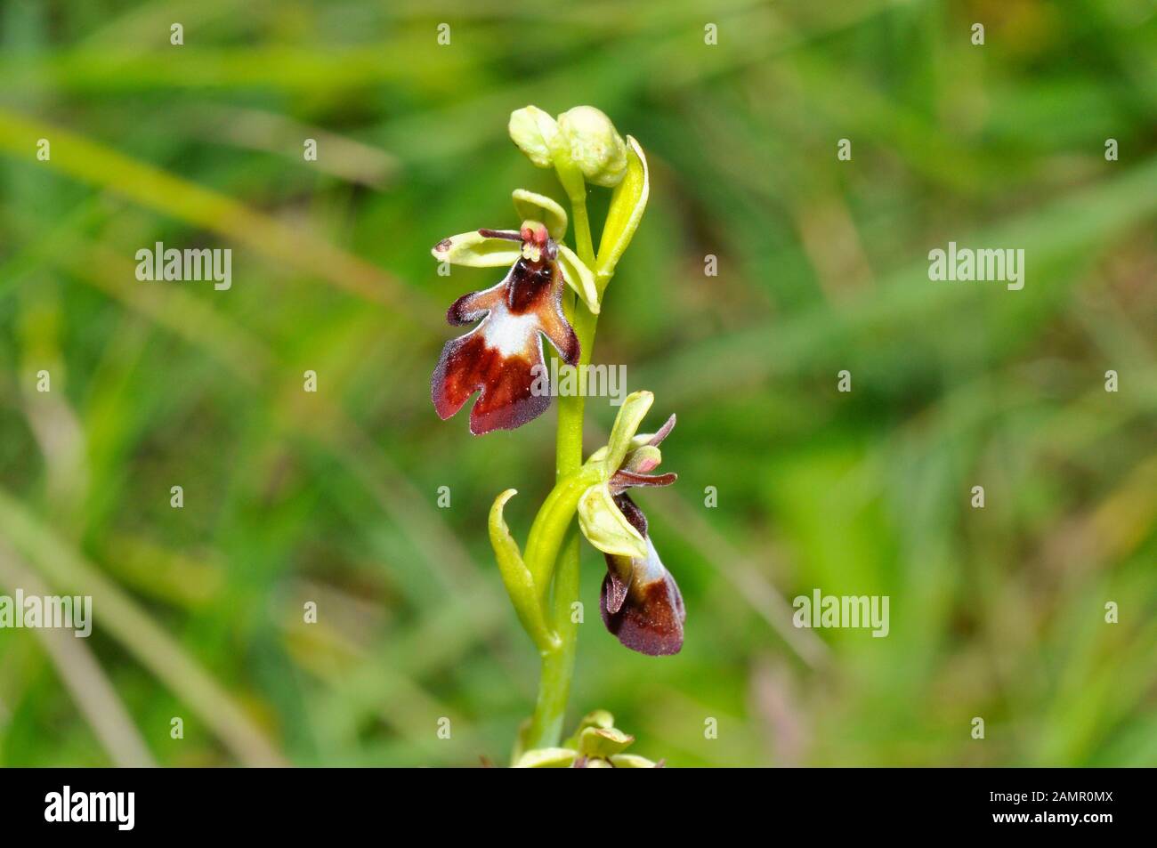 'Ophrys insectifera Orquídea mosca' crece en suelos calcáreos, florece en mayo y junio,orchid, vulnerables, Wiltshire, UK Foto de stock