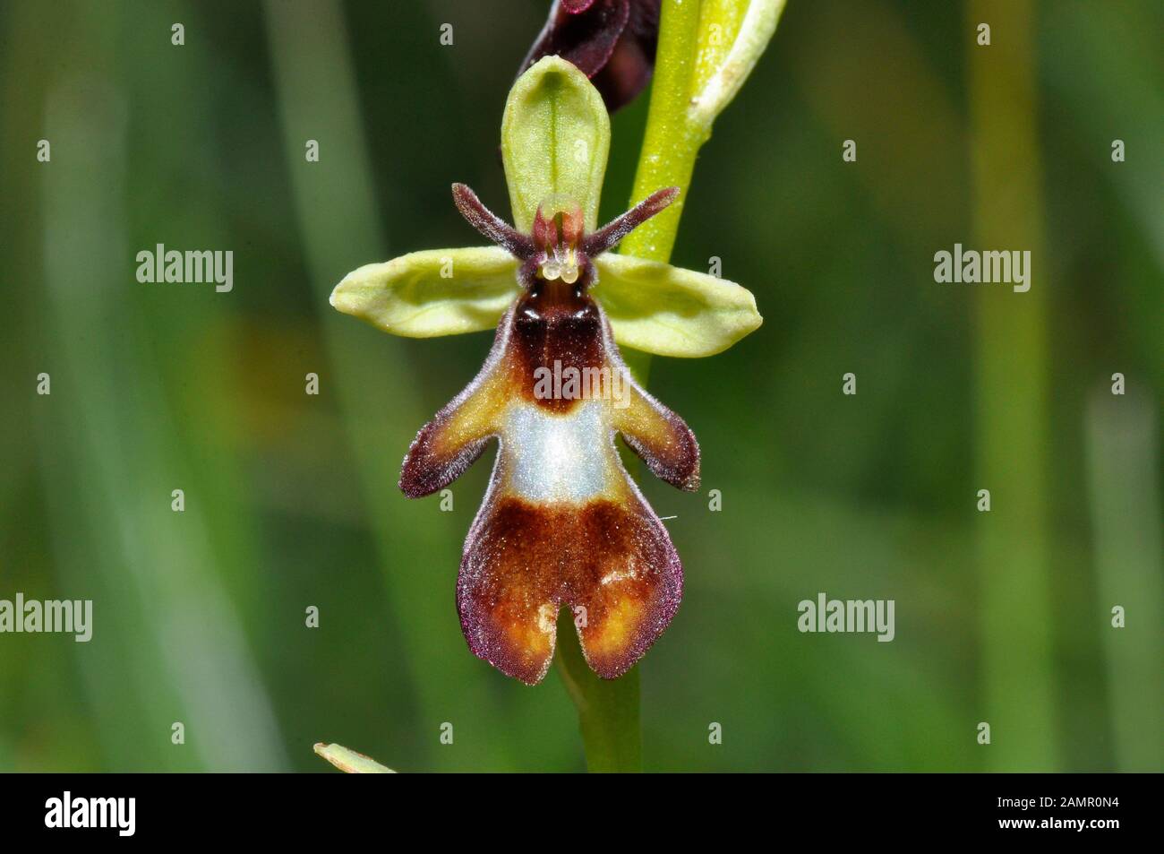 'Ophrys insectifera Orquídea mosca' crece en suelos calcáreos, florece en mayo y junio,orchid, vulnerables, Wiltshire, UK Foto de stock