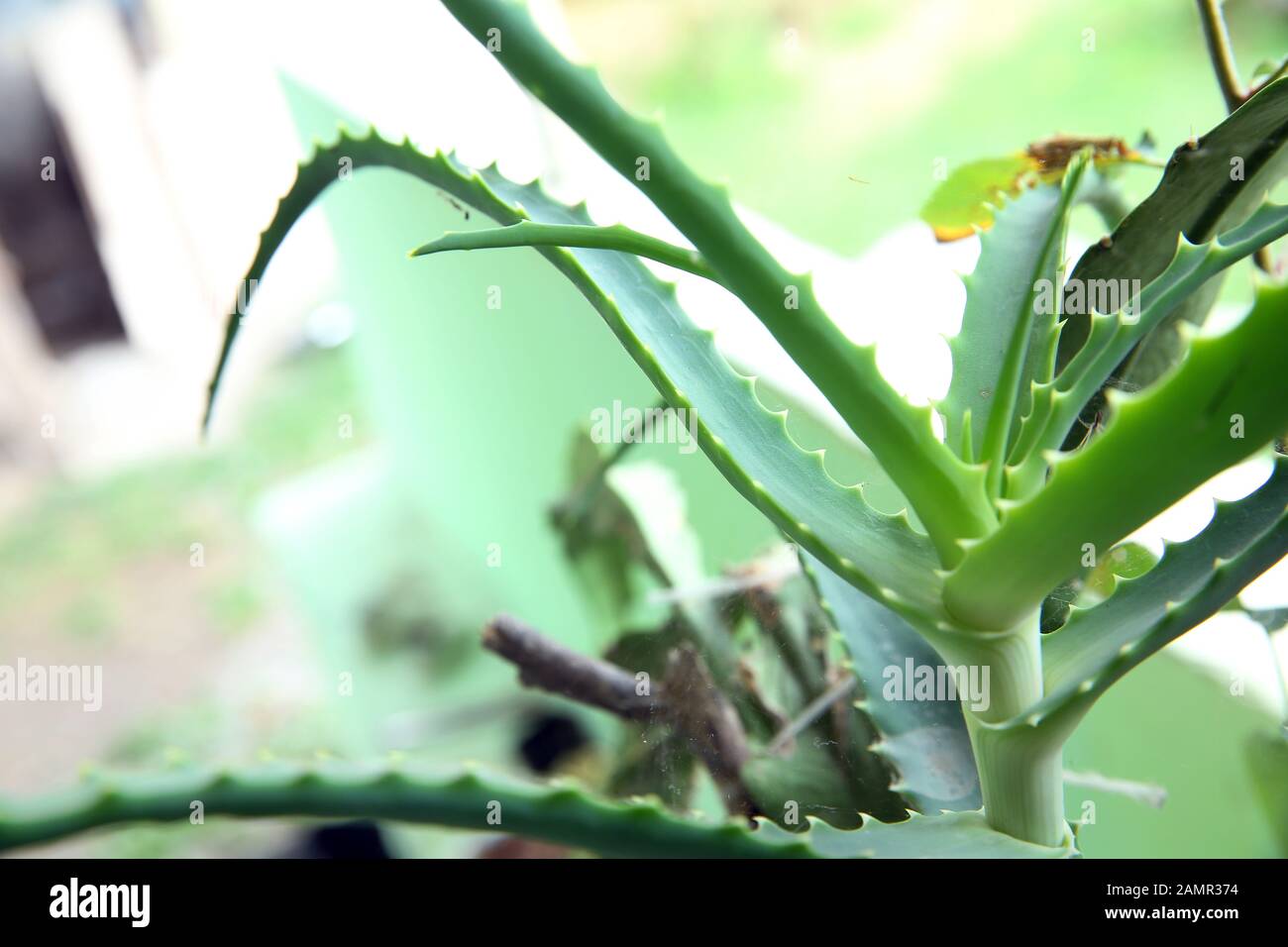 Aloe vera es un tipo de planta que se ha conocido por miles de años y se  utiliza como fertilizante para el cabello, cicatrización de heridas y  cuidado de la piel. Aloe