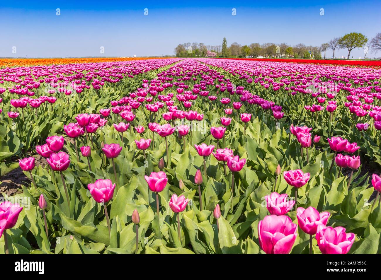 Campo de un colorido tulipanes púrpura en primavera en Holanda Foto de stock