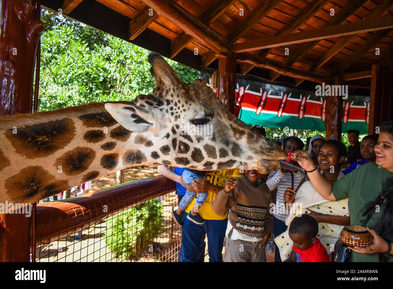 Nairobi/Kenia - El 12 de diciembre de 2019: un grupo de kenianos celebrar Jamhuri(independencia) día alimentando girafas Rothschild en el giraffe center en Nairobi. Foto de stock