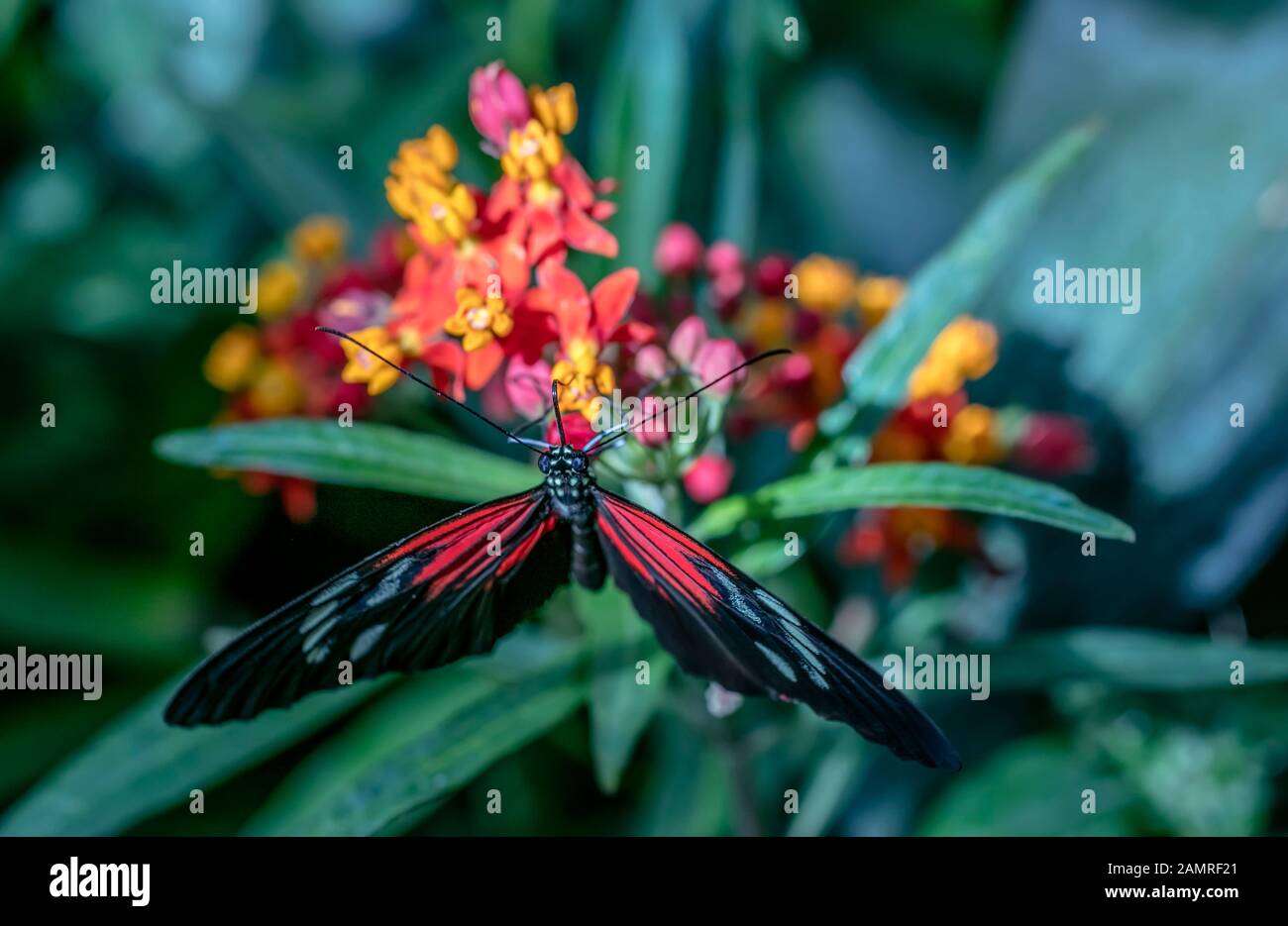 Mariposa sobre flor Foto de stock