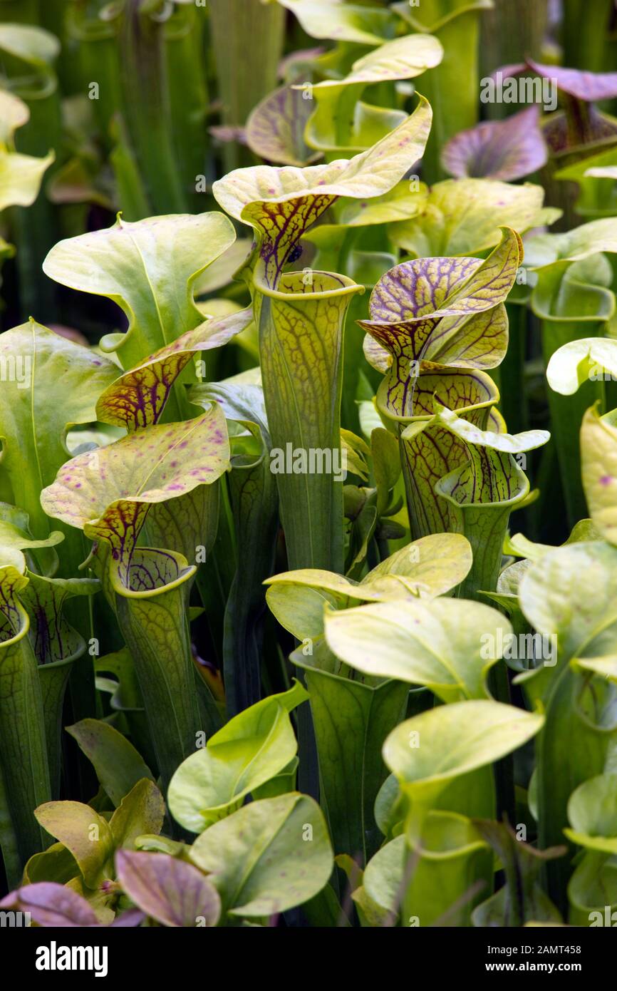 Gelbe Schlauchpflanze Sarracenia Flava Im Botanischen Garten
