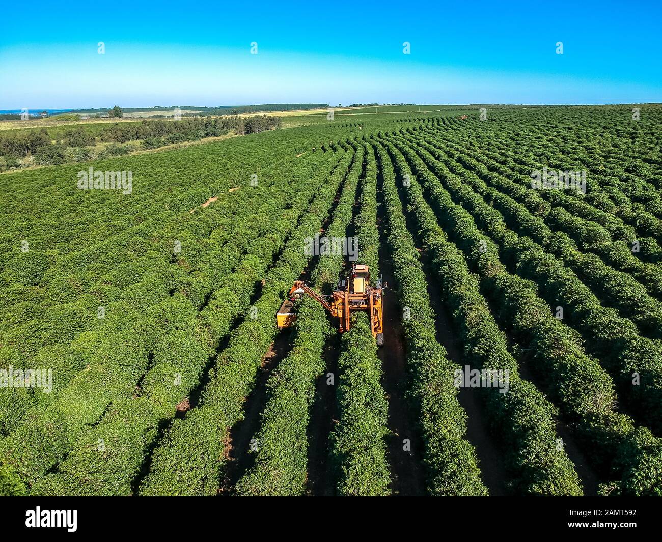 Vista aérea de la cosecha mecanizada de café en Brasil. Foto de stock