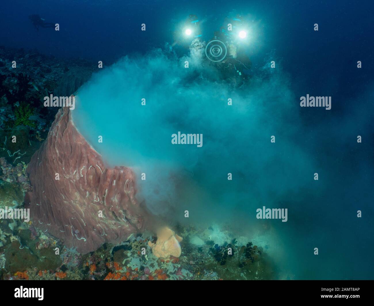 Buzo fotografiando y filmando Desove de corales, Mar de banda, Indonesia Foto de stock