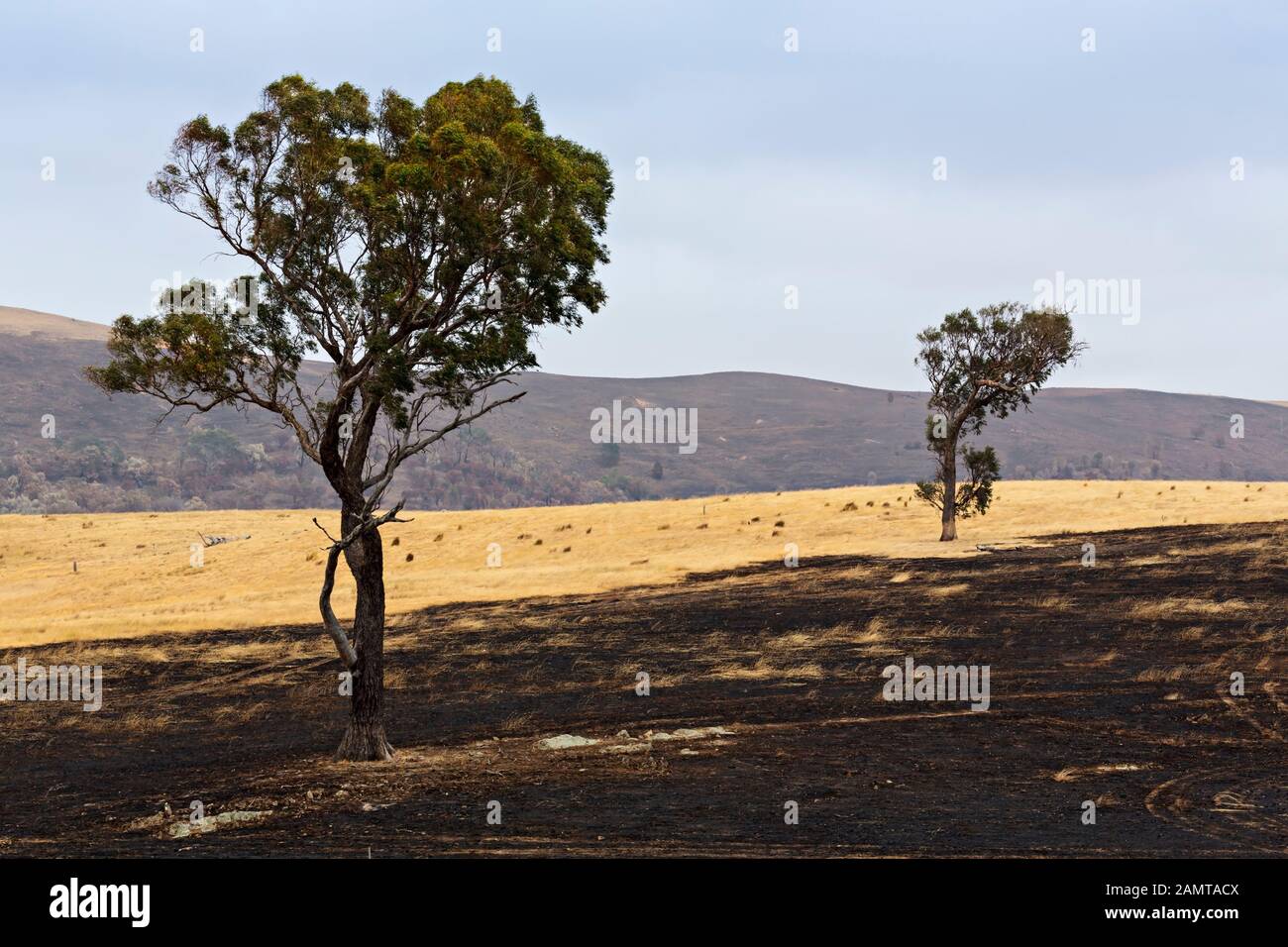 Lexton Australia / Aftermath of bushwfires in Lexton Victoria Australia. Foto de stock
