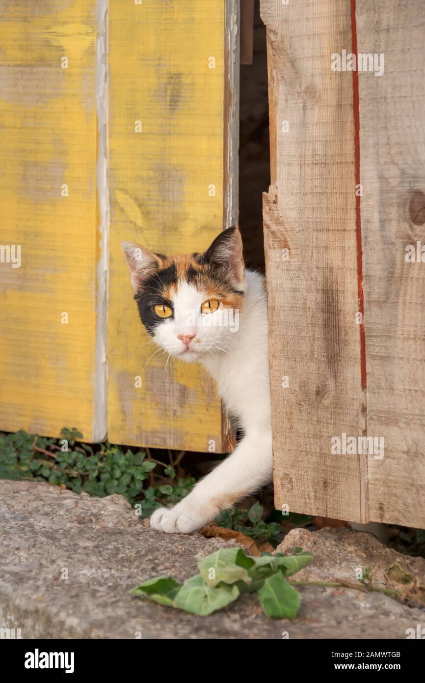Un gato tímido, Blanco con patrón de color calico, mirando curiosamente fuera de una antigua puerta de madera con ojos curiosos, Grecia Foto de stock