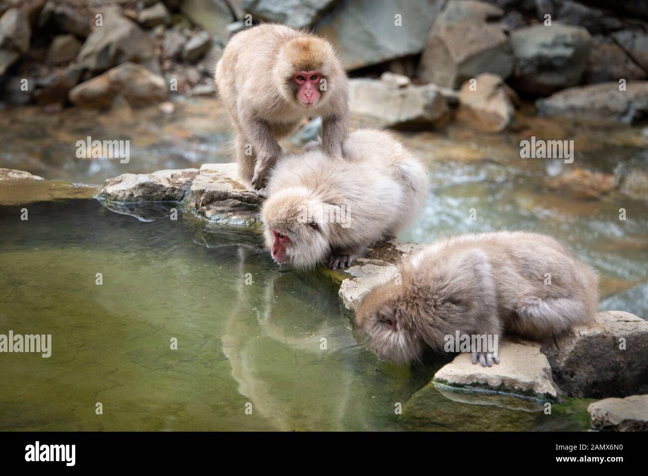 Los macacos japoneses beber agua del manantial caliente en los medios Jigokudani (Valle del Infierno), parque de monos de nieve en Nagano, Japón Foto de stock