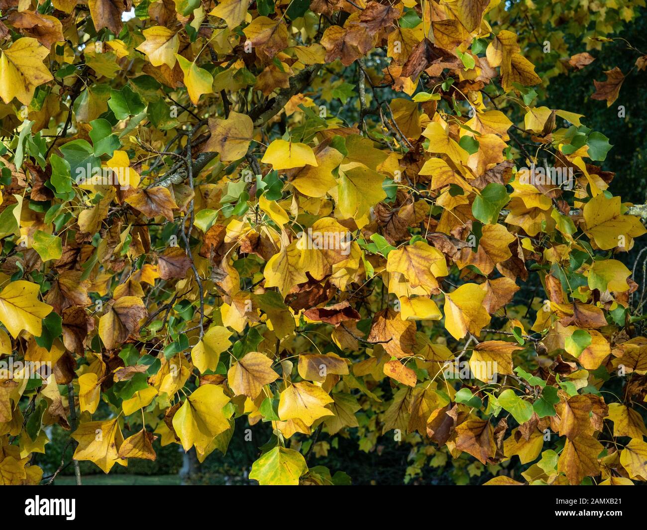 Un cierre para arriba del follaje de otoño amarillo y dorado de la Tulip tree Liriodendron tulipifera Foto de stock