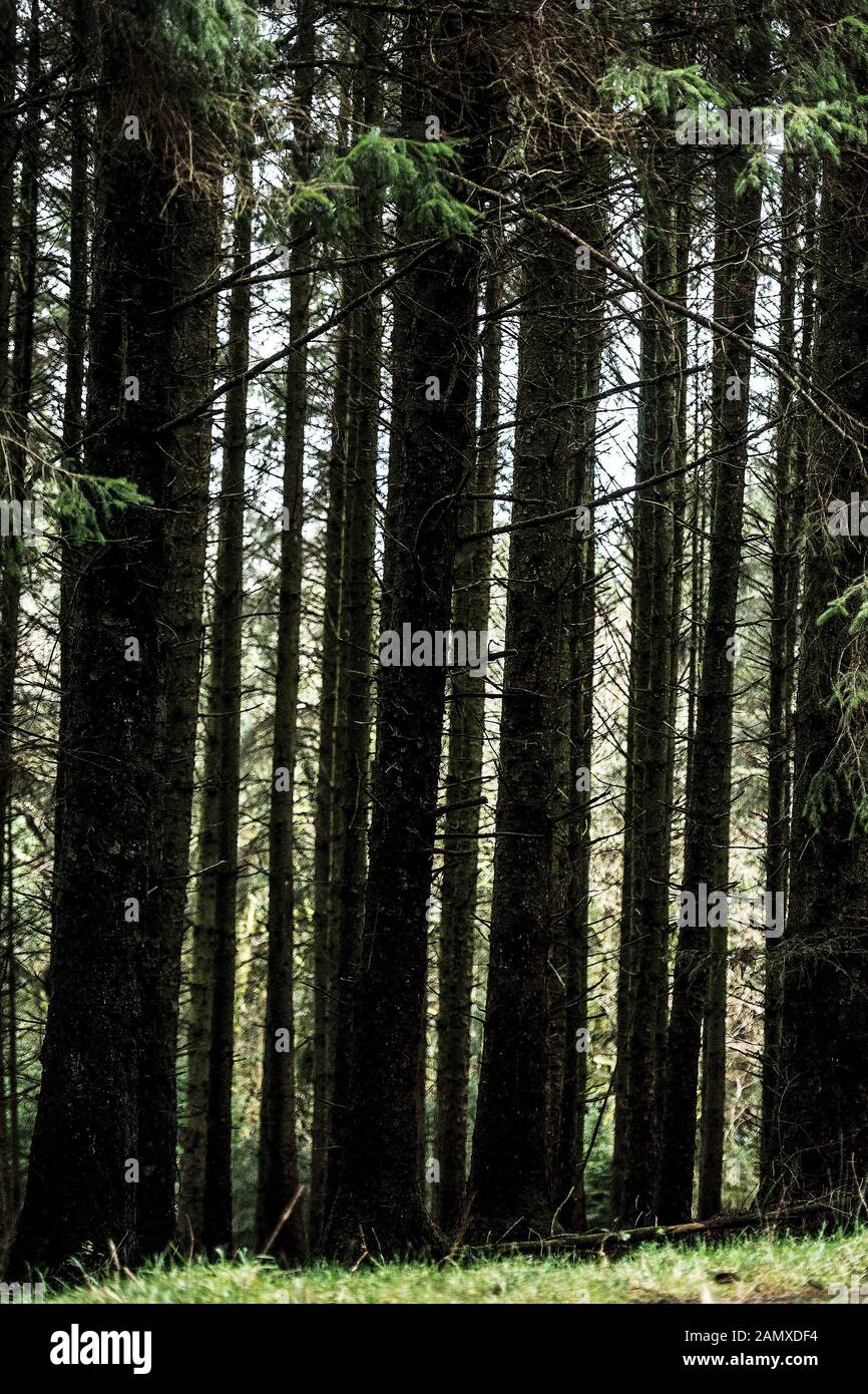 bosque comercial de pinos Foto de stock