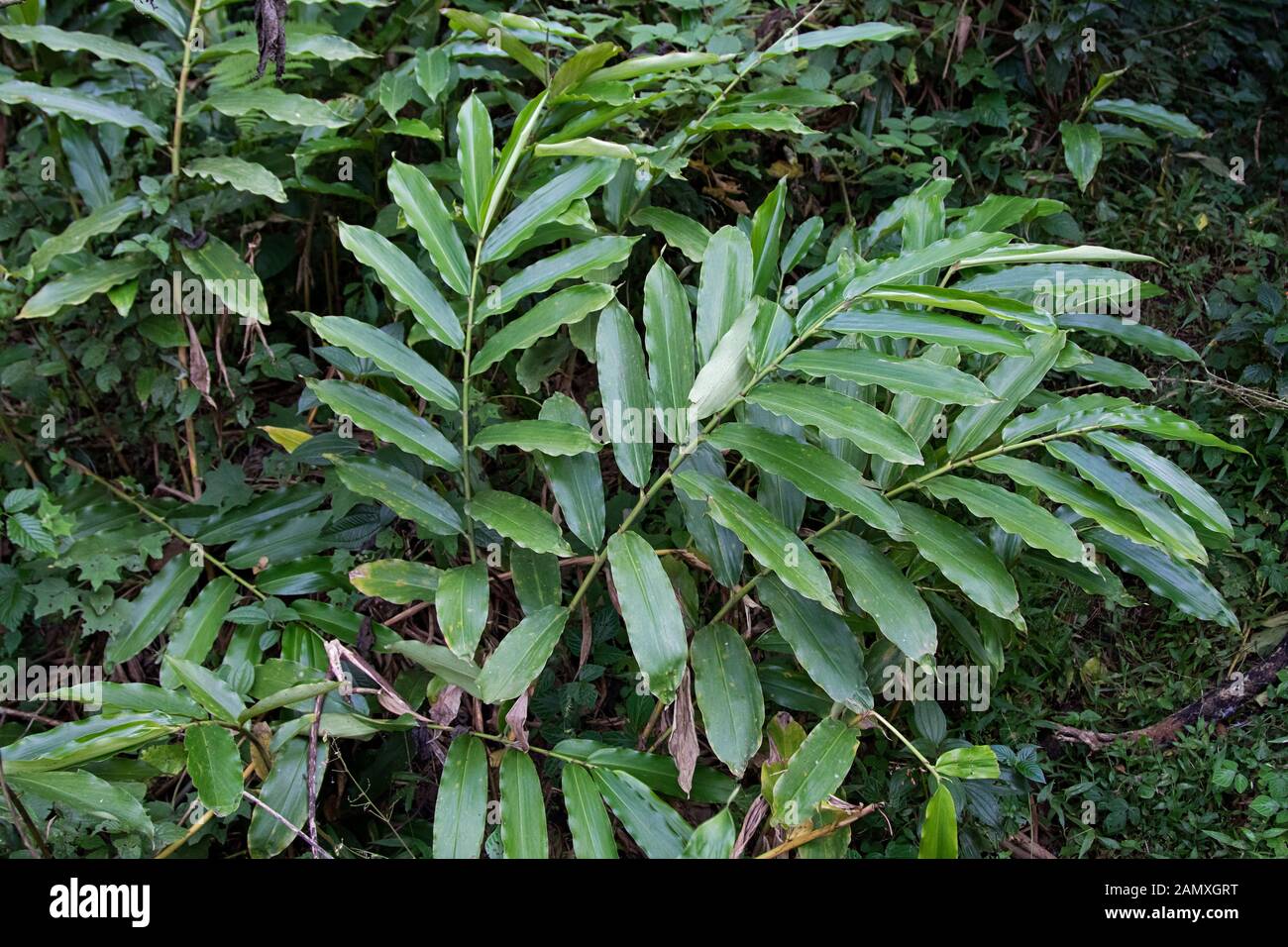 Planta de cardamomo etíope en la selva Foto de stock