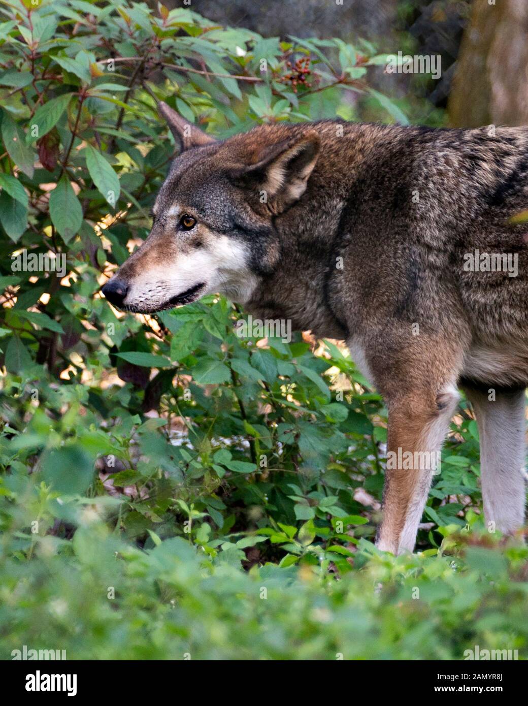 que raza de perro es mas cercana al lobo