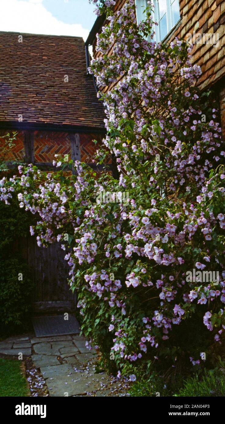 ABUTILON x SUNTENSE (Indian MALLOW) Foto de stock